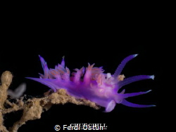 Nudibranchia makro by Ferdi Üstün 